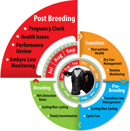 As each 3 week cycle passes HerdInsights will identify any cows that are pregnant, have developed cysts or have lost embryos.