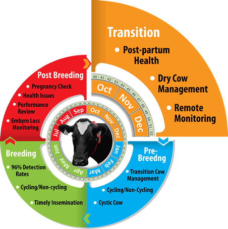 The transition period 3 weeks before and after calving is a critical time in monitoring a cows health - Herd Insights monitors this for you.