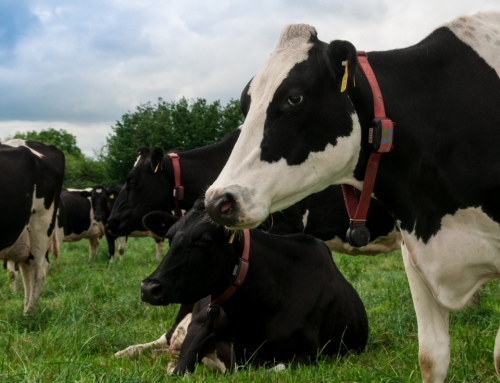 Managing heat detection with an expanding herd